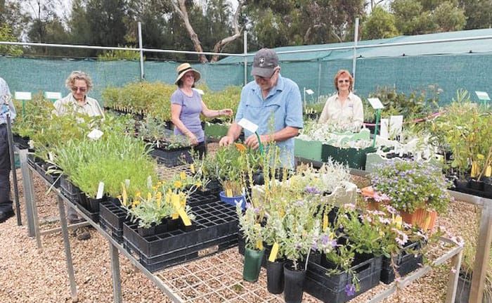 Australian Plants Society natives sale at Kadina post image