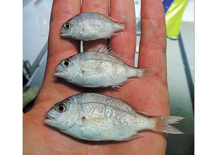 Baby boost for Spencer Gulf snapper stock post image