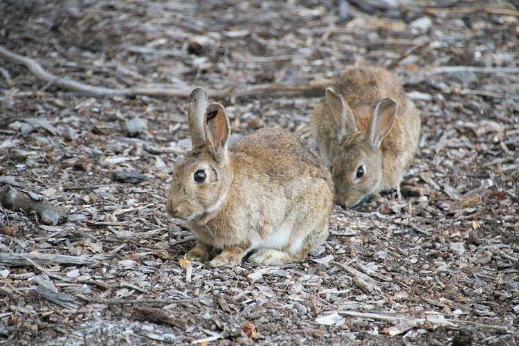 Citizen scientists hop to it with rabbit virus tracking project post image