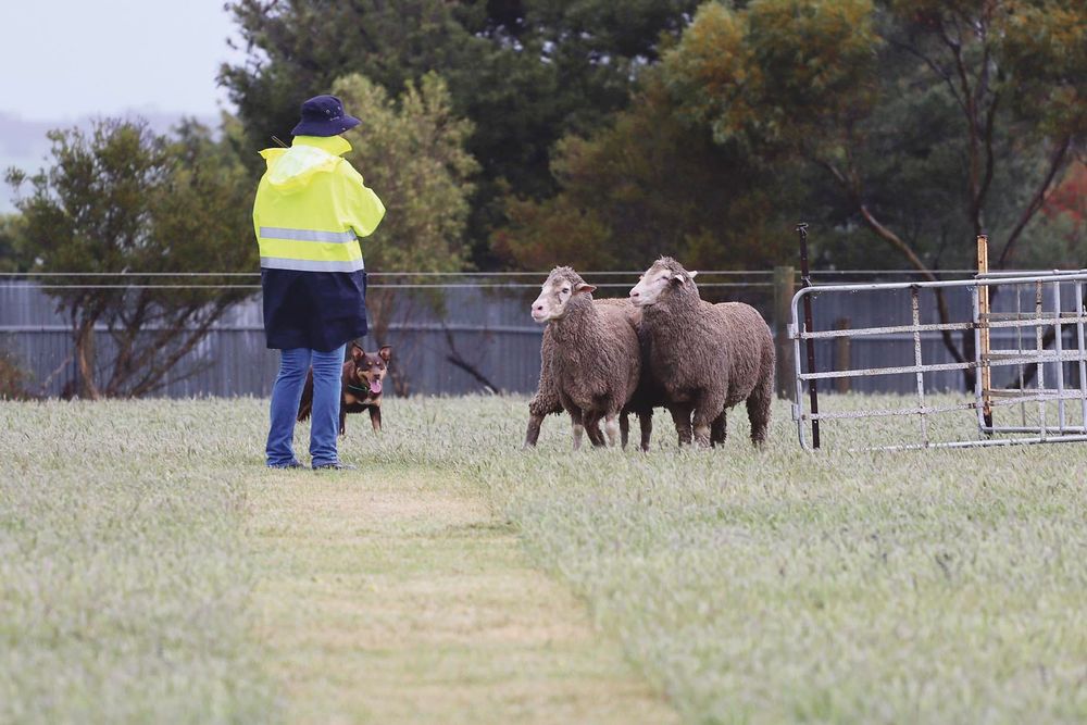 Owners put training to test at sheepdog trials post image