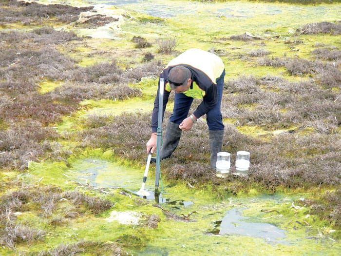 Mosquito management in Barunga West post image