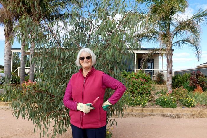 Adopt a free tree post image