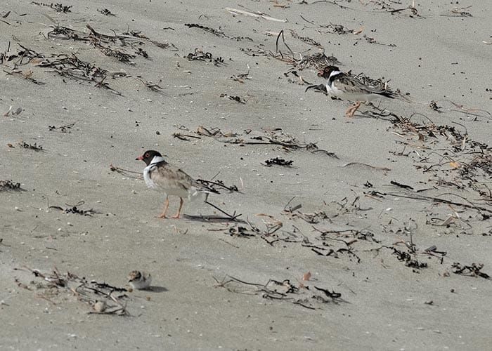 Hooded plover chicks hatch post image