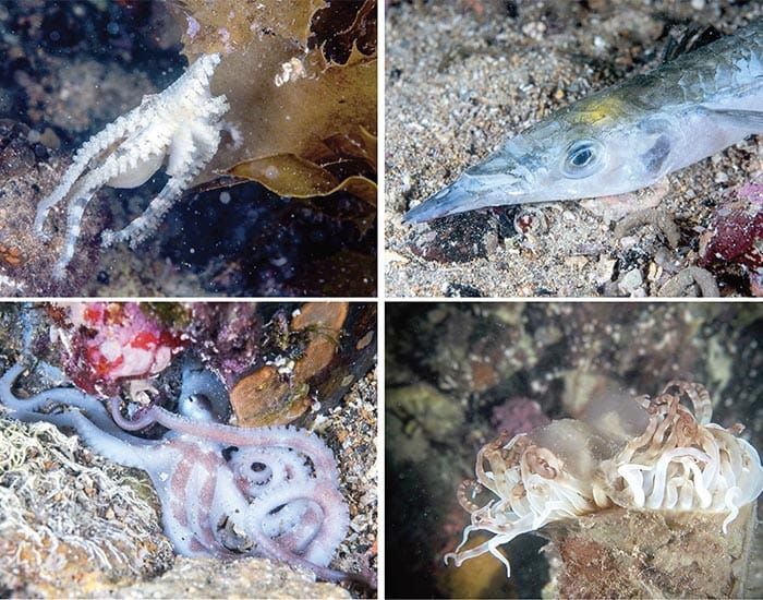 Toxic algae found along coast post image