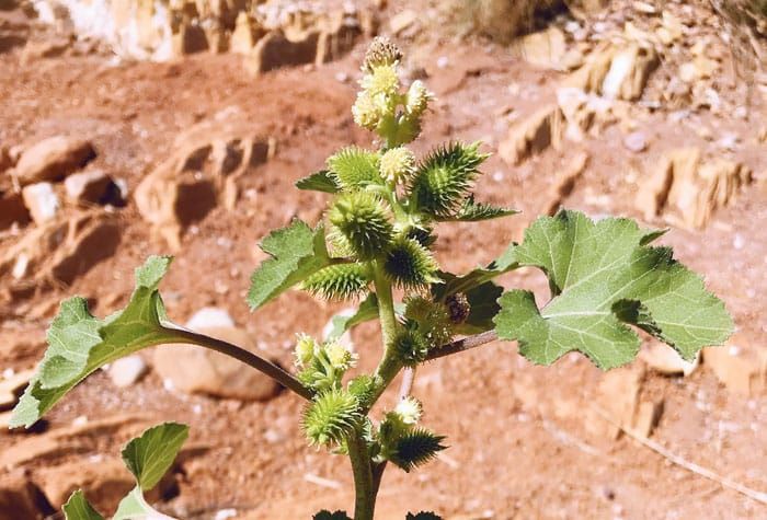 Nightmare weed for livestock post image