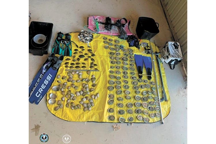 Group fined for abalone haul post image