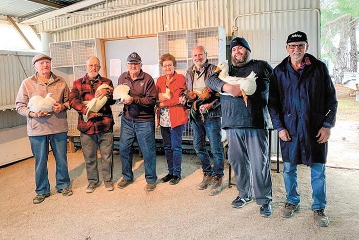 YP Poultry and Pigeon Club post image