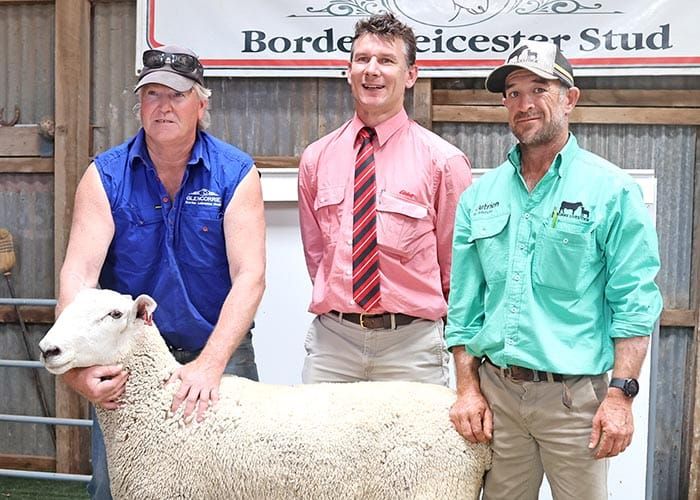 Glencorrie rams reach $5100 post image