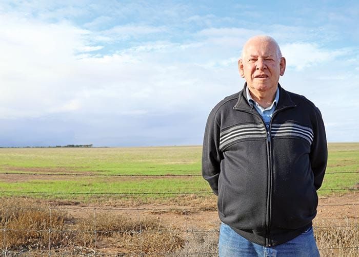 Growing Wallaroo post image