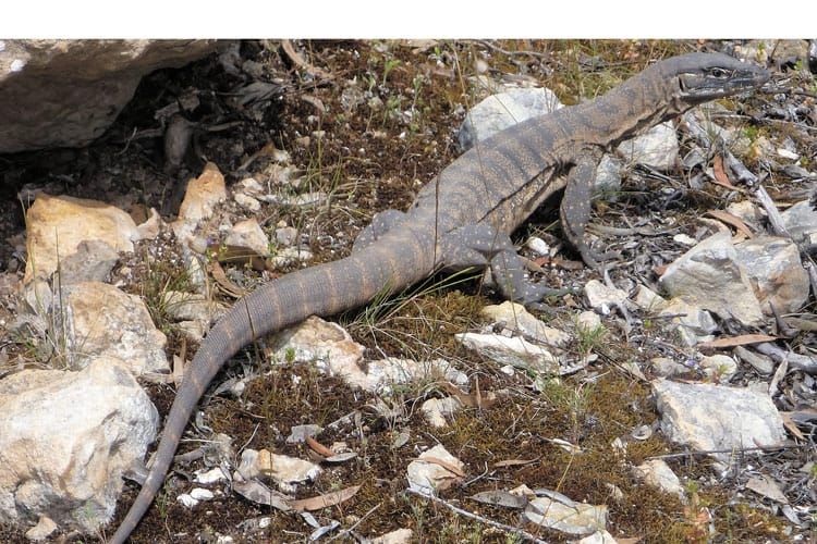 Reptiles return to SYP post image