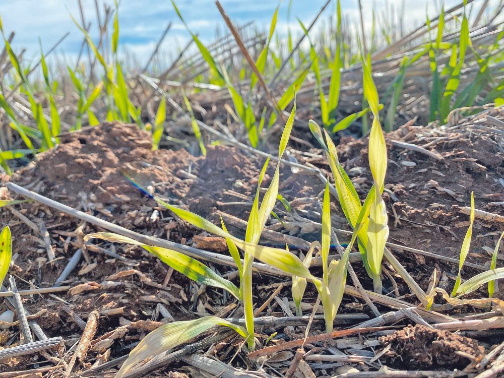 Farmers watch for bleaching post image