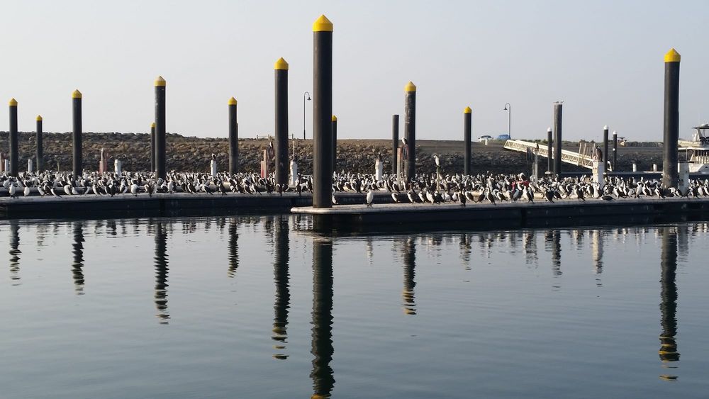 Bigger fish to fry in shag drama post image