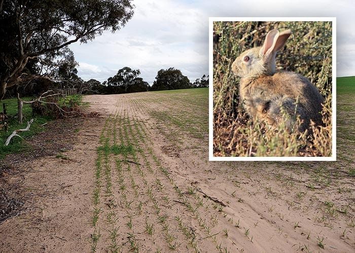 Farmers asked to report and test dead rabbits post image