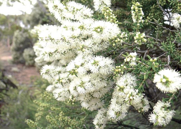 Tree Scheme orders are now open post image