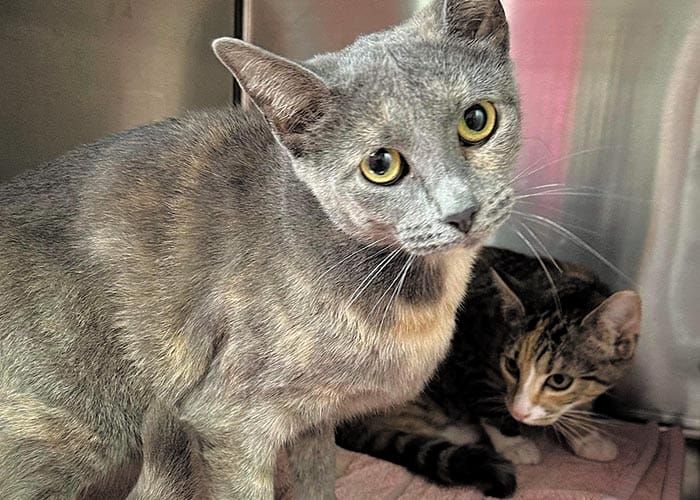 Cat-astrophe as furry friends found dumped post image