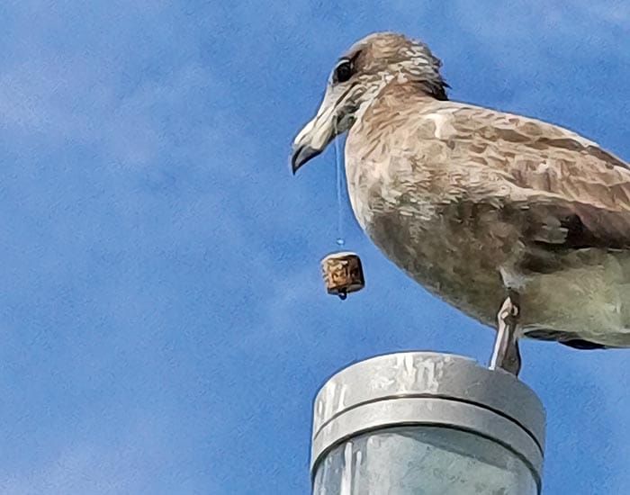 Fishers urged to adopt bird-safe practices post image