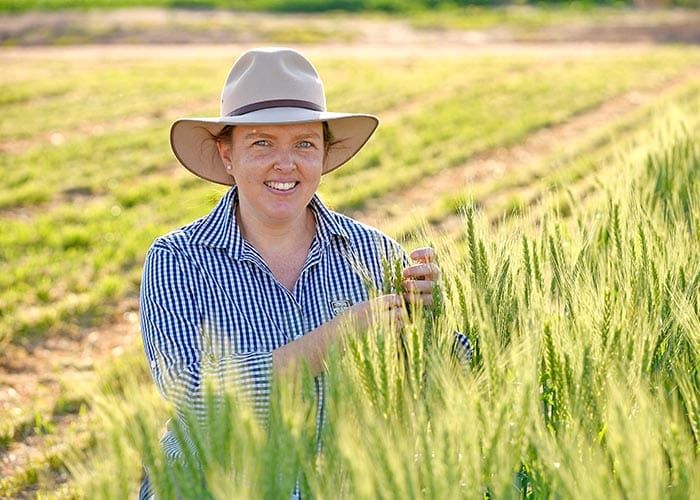 Dialling up wheat heat tolerance post image