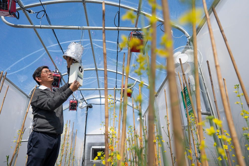 Gene research underway to help make canola more heat tolerant post image