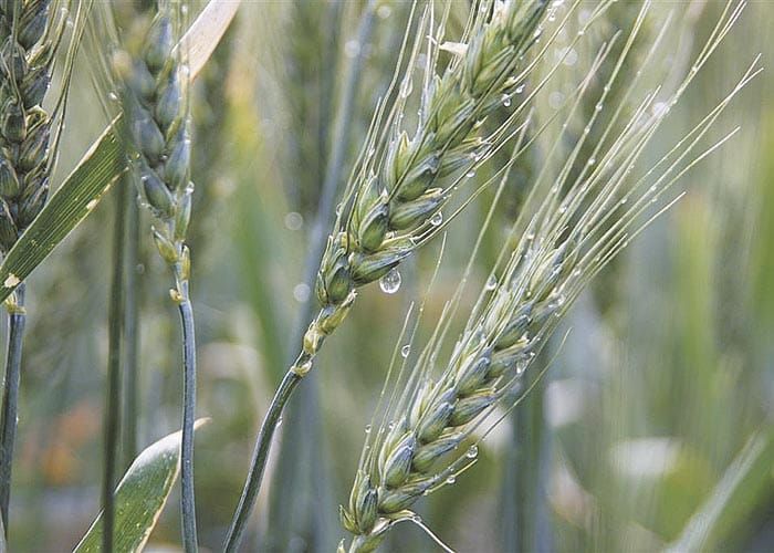 Winter rains boost confidence post image