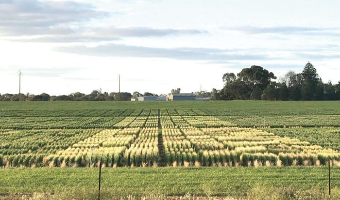 Big cost of spring frost post image