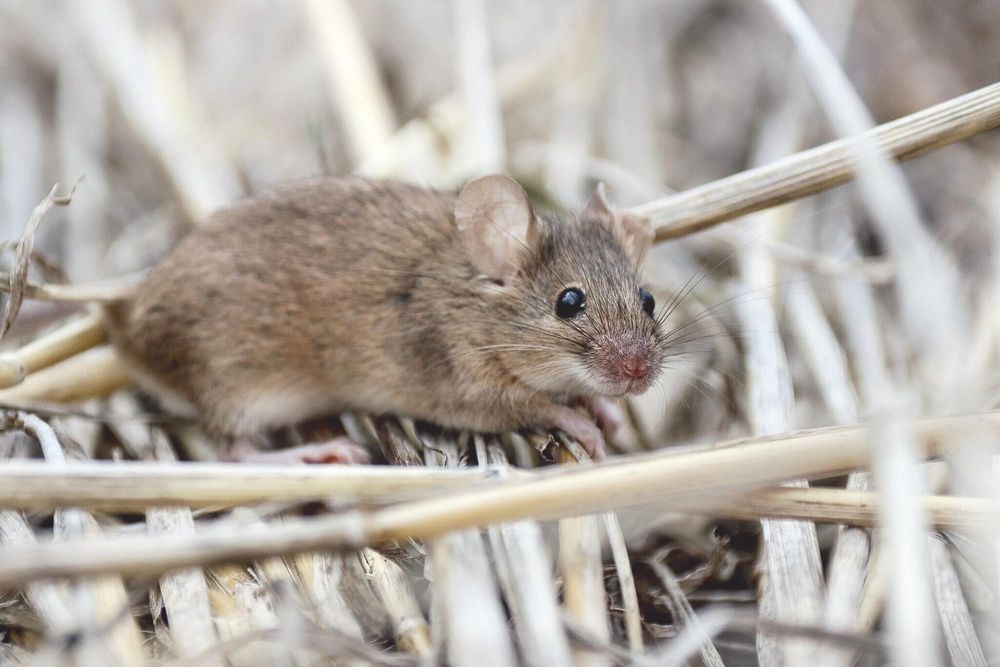 Drive down mice with hostile approach post image