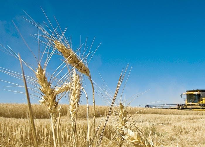 Grain farmers going greener post image