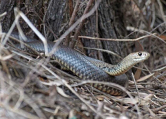 Snakes starting to slither out of hiding post image