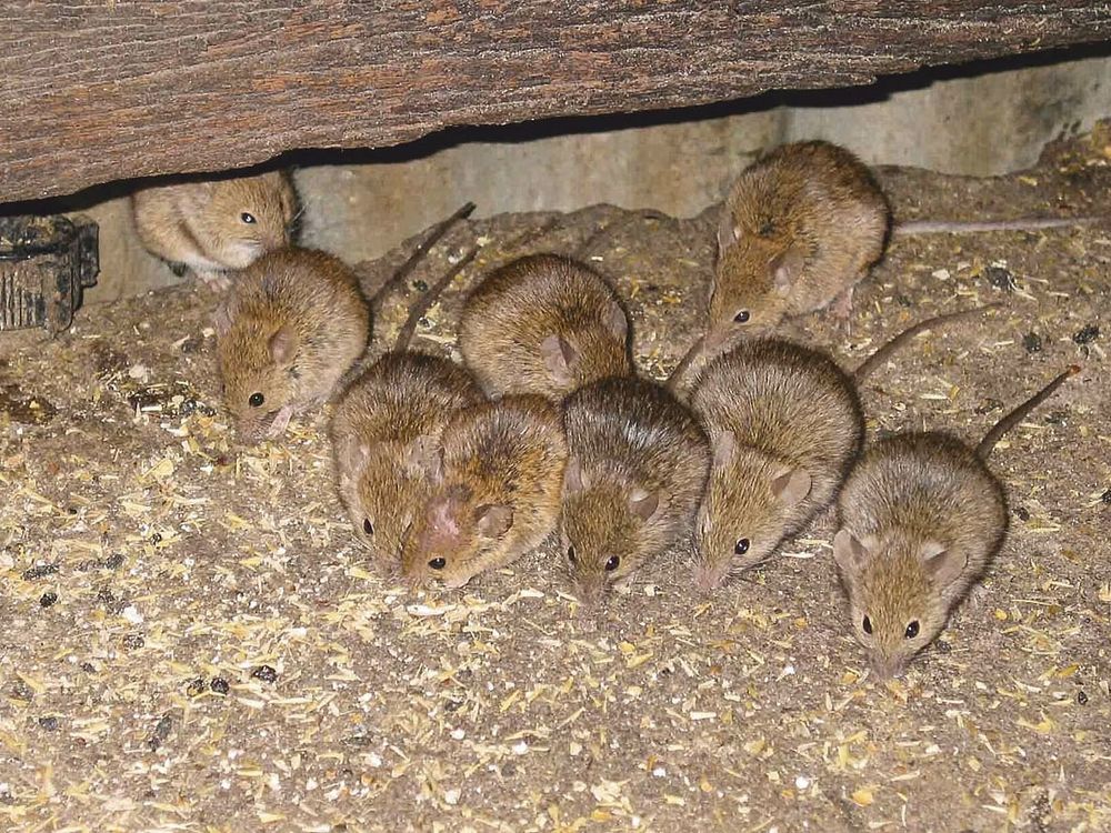 SYP mouse numbers an increasing concern post image