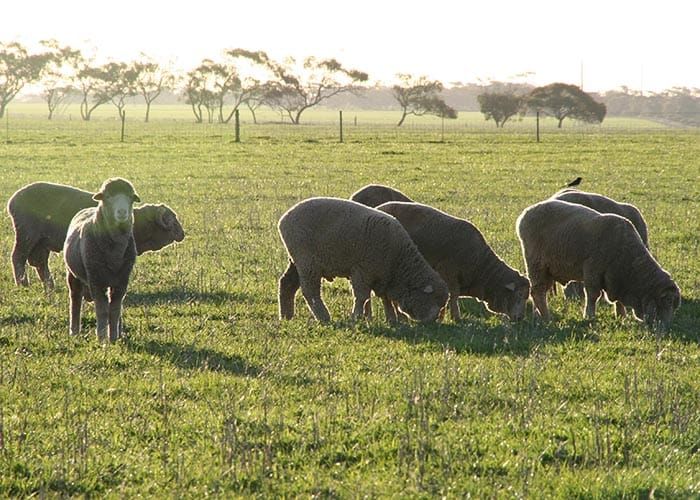 Seeking sites for mixed farming project post image