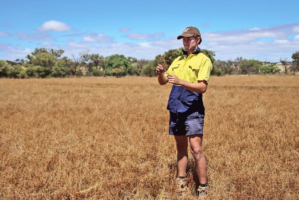 NYP farmers suffer storm damage post image