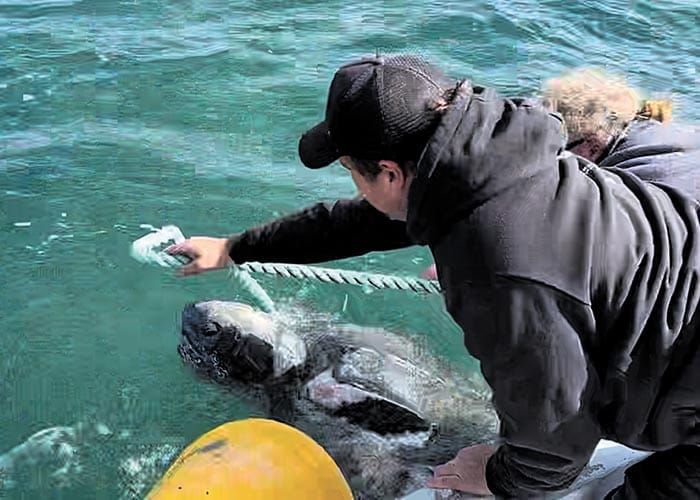 Terrific turtle rescue off Stansbury coast post image
