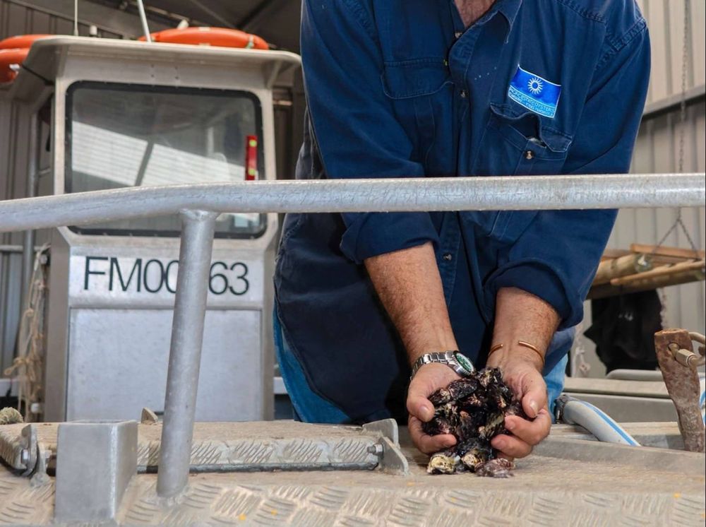 Brevetoxin in Stansbury oysters at concerning levels post image