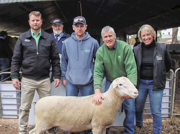 Jandebrey White Suffolk Stud, Sandilands post image