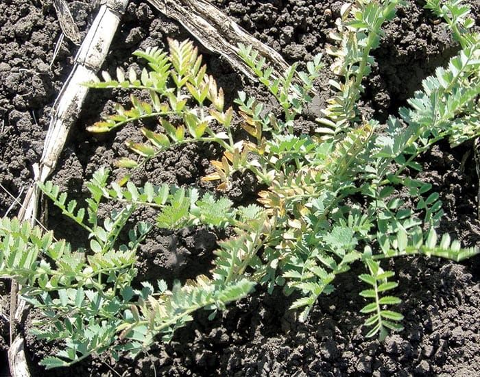 GRDC tackles potassium loss in cropping soils post image