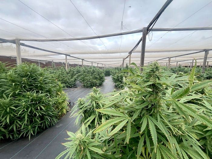 Two people charged after commercial drug bust post image