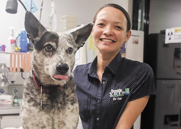 YP dog owners warned to guard against ticks post image