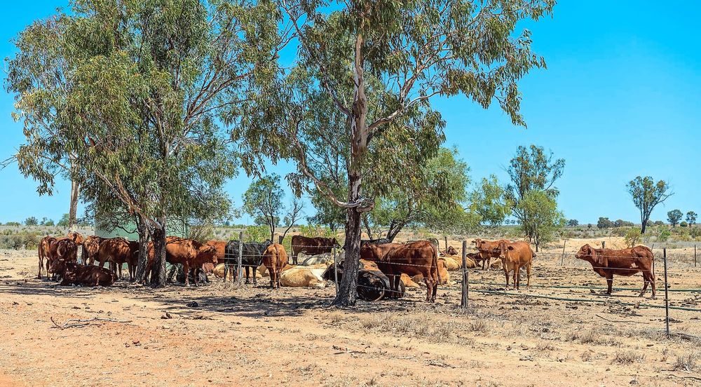 Biosecurity Act open for consultation post image