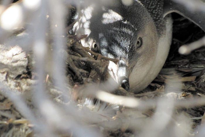 Human impact affects penguin activity, habitats post image