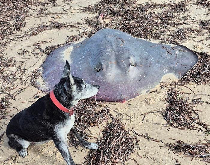 Oyster closure hits Port Vincent waters post image