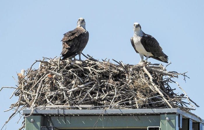 New life for local osprey post image