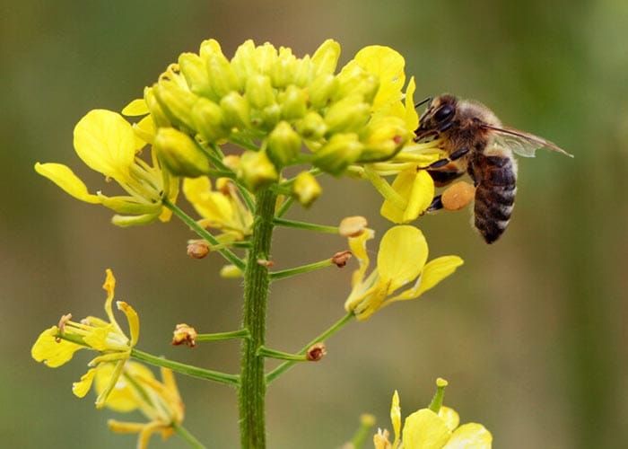 New restrictions on bee movements post image