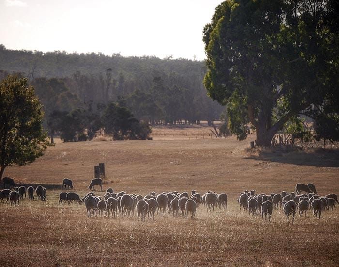 Help to restore native vegetation on private land post image