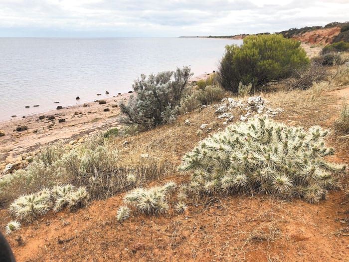 Prickly problem at Tickera post image