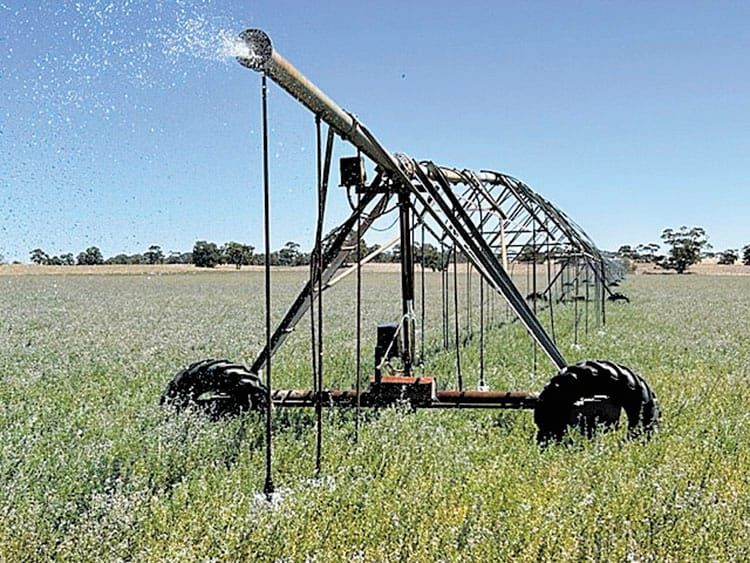 Lucerne, the crop that keeps on giving at Kooringal post image