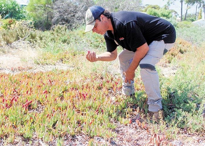 Assessing Nharangga heritage post image