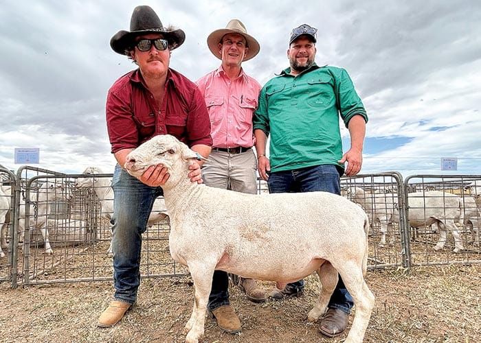 SheepMasters prove popular post image