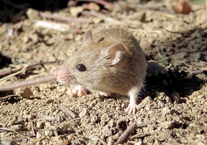 Growers warned of mouse activity increase post image
