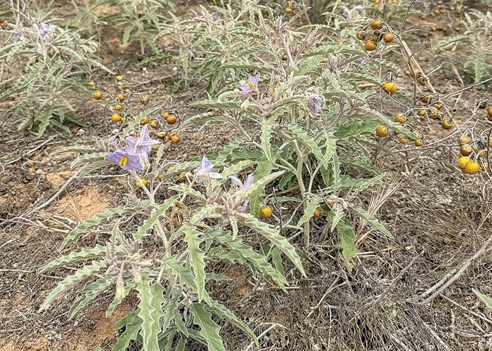 SYP wrestles invasive silverleaf nightshade post image