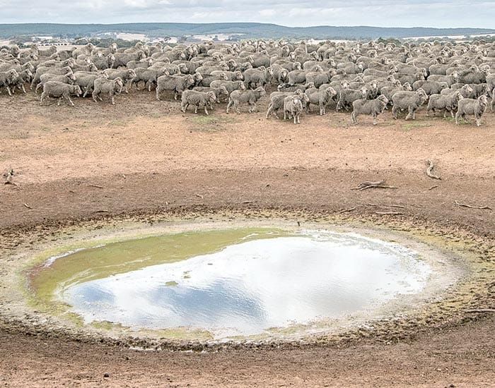 Calling for relief for rural SA post image