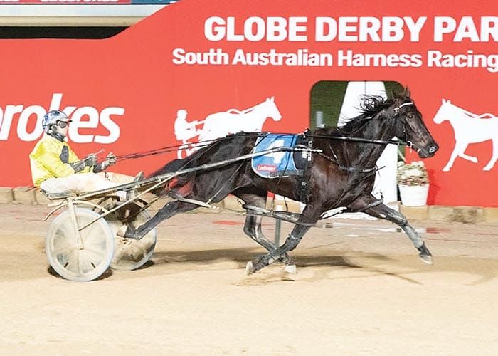 YP Harness Racing Club post image